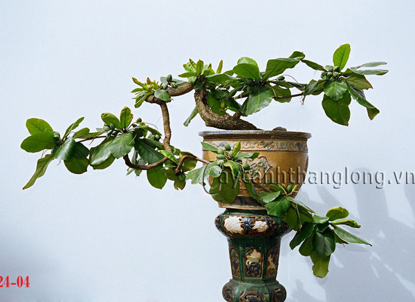 Bonsai, cay canh nghe thuat, cây cảnh nghệ thuật, cay the, cây thế, triển lãm bonsai, trien lam bonsai, triển lãm cây thế, trien lam cay the